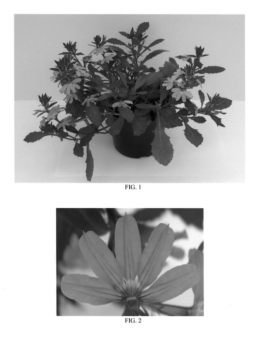 Figure 1 of US plant patent PP21443, the photograph of Kingscablin printed in the patent.