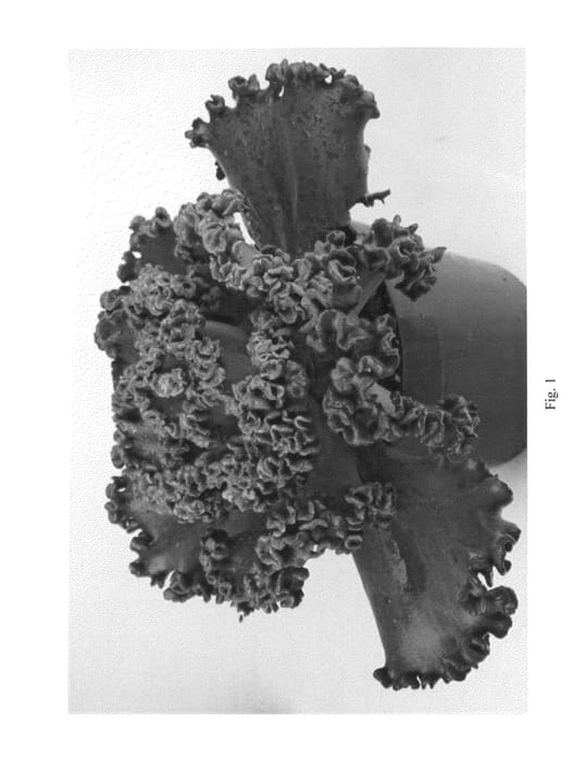Figure 1 of US plant patent PP21444, the photograph of Gorgon's Grotto printed in the patent.