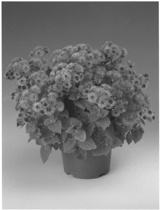 Figure 1 of US plant patent PP21445, the photograph of Agbabul printed in the patent.