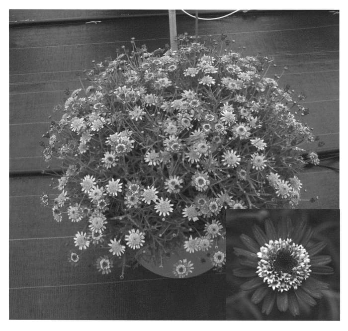 Figure 1 of US plant patent PP21446, the photograph of Argybidaro printed in the patent.