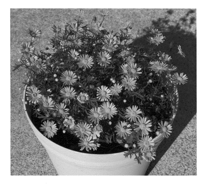 Figure 1 of US plant patent PP21447, the photograph of MM001 printed in the patent.