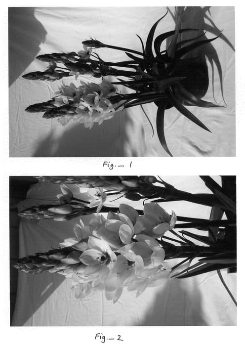 Figure 1 of US plant patent PP21448, the photograph of Damascus printed in the patent.