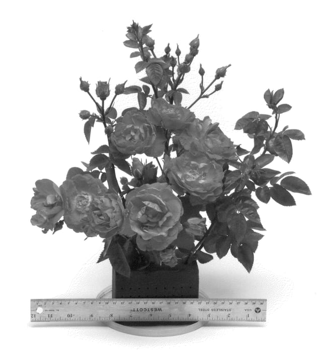 Figure 1 of US plant patent PP21449, the photograph of DARcanard printed in the patent.