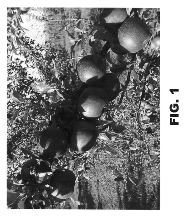 Figure 1 of US plant patent PP21450, the photograph of Moana printed in the patent.
