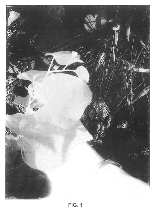 Figure 1 of US plant patent PP21451, the photograph of JN2 printed in the patent.