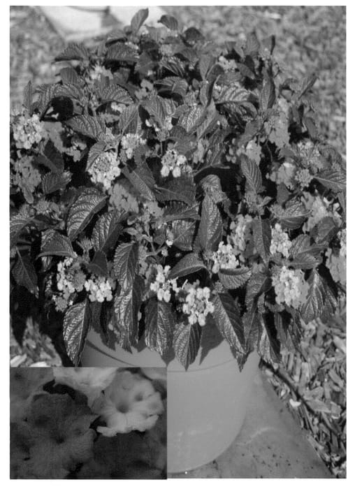 Figure 1 of US plant patent PP21452, the photograph of Bani Redda printed in the patent.