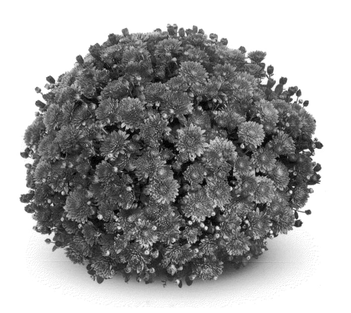 Figure 1 of US plant patent PP21453, the photograph of PPP AMIK 09 printed in the patent.