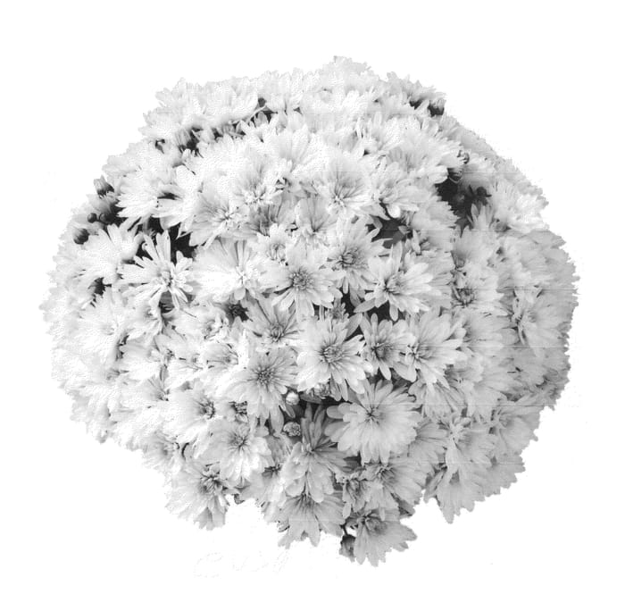 Figure 1 of US plant patent PP21454, the photograph of PPP ALUG 09 printed in the patent.