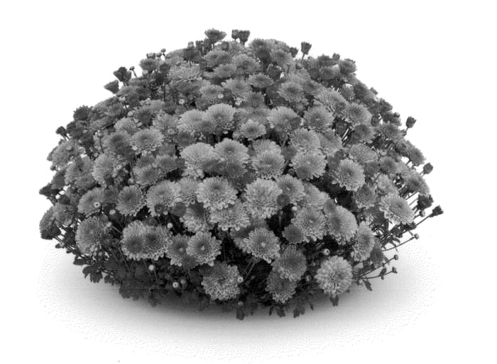 Figure 1 of US plant patent PP21455, the photograph of PPP DESTOR 09 printed in the patent.