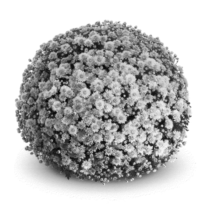 Figure 1 of US plant patent PP21456, the photograph of PPP MABEL 09 printed in the patent.