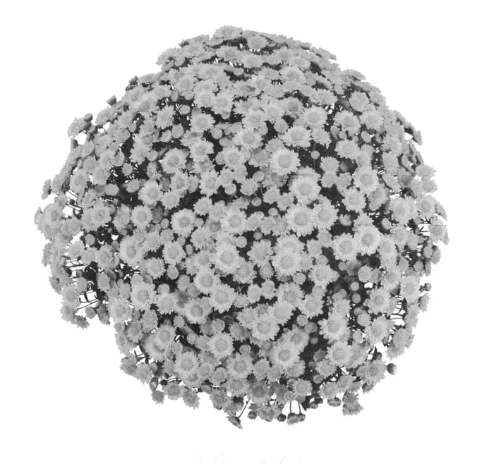 Figure 1 of US plant patent PP21457, the photograph of PPP UNY 09 printed in the patent.