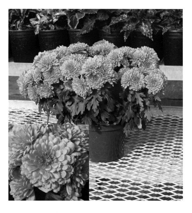 Figure 1 of US plant patent PP21458, the photograph of Bronze Yochatham printed in the patent.