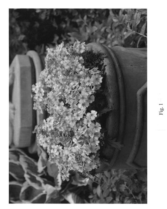 Figure 1 of US plant patent PP21459, the photograph of Gruelox 02 printed in the patent.