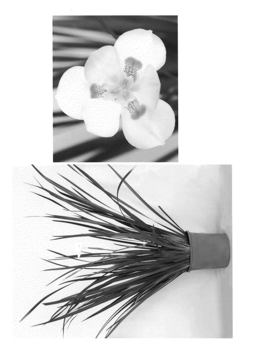 Figure 1 of US plant patent PP21460, the photograph of Nola Alba printed in the patent.