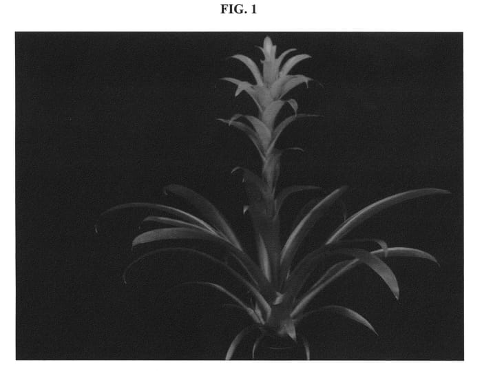 Figure 1 of US plant patent PP21461, the photograph of Freya printed in the patent.