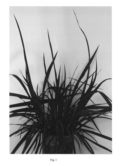 Figure 1 of US plant patent PP21462, the photograph of Electric Black Light printed in the patent.
