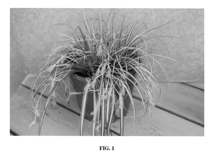 Figure 1 of US plant patent PP21463, the photograph of Ice Cream printed in the patent.