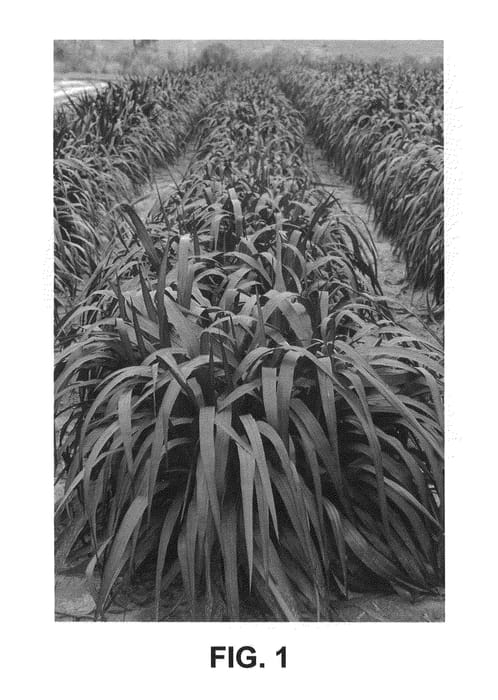Figure 1 of US plant patent PP21464, the photograph of Tift-17 printed in the patent.
