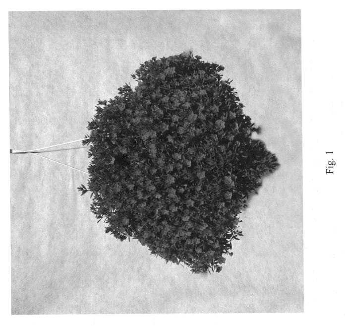 Figure 1 of US plant patent PP21465, the photograph of Wescadopi printed in the patent.
