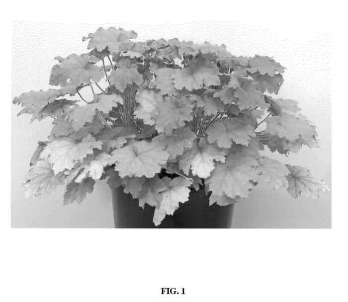 Figure 1 of US plant patent PP21466, the photograph of Kassandra printed in the patent.