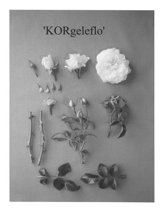 Figure 1 of US plant patent PP21467, the photograph of KORgeleflo printed in the patent.