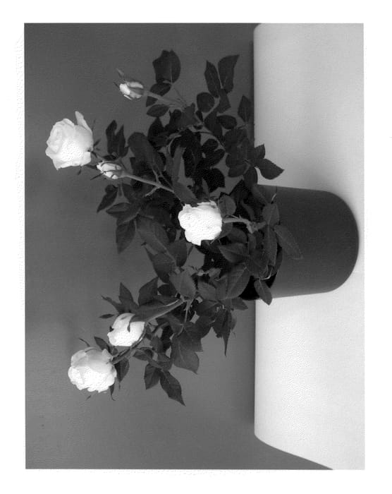 Figure 1 of US plant patent PP21468, the photograph of Evera209 printed in the patent.