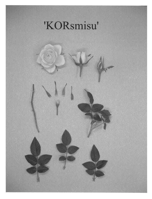 Figure 1 of US plant patent PP21469, the photograph of KORsmisu printed in the patent.