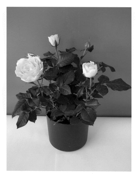 Figure 1 of US plant patent PP21470, the photograph of Evera211 printed in the patent.