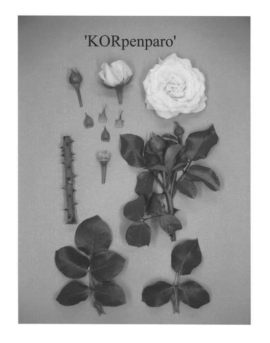 Figure 1 of US plant patent PP21471, the photograph of KORpenparo printed in the patent.