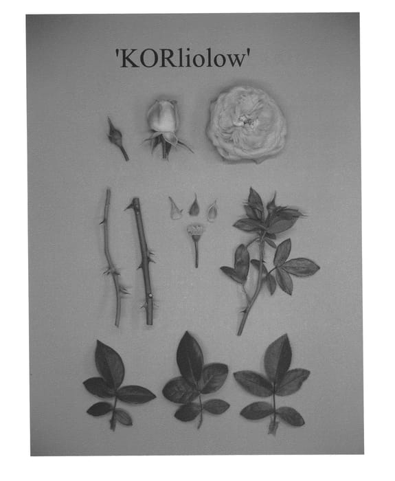 Figure 1 of US plant patent PP21472, the photograph of KORliolow printed in the patent.
