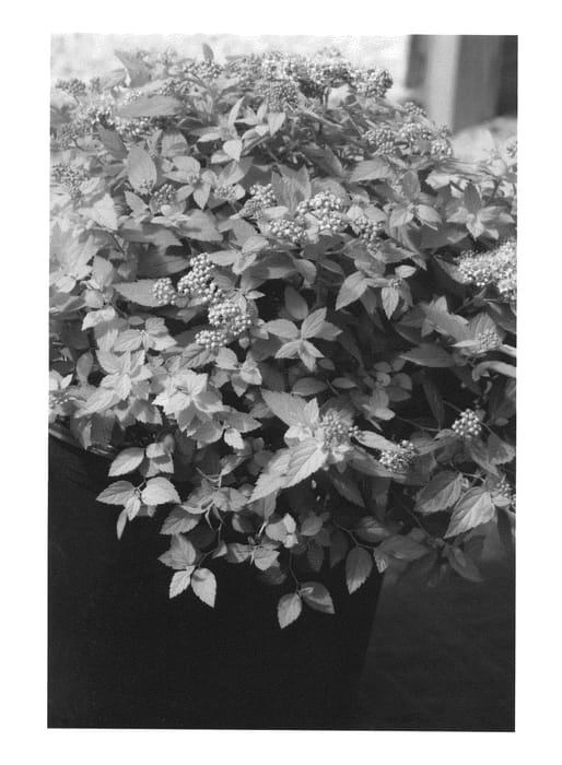 Figure 1 of US plant patent PP21473, the photograph of Conalex printed in the patent.