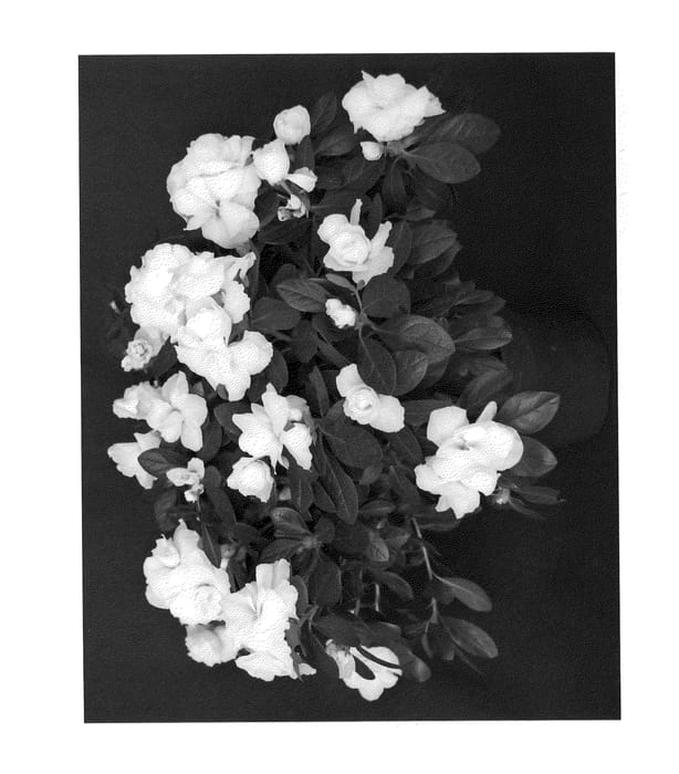 Figure 1 of US plant patent PP21474, the photograph of YBAZ-1892 printed in the patent.
