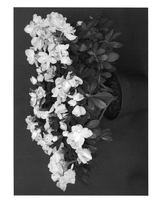 Figure 1 of US plant patent PP21475, the photograph of YBAZ-2504 printed in the patent.