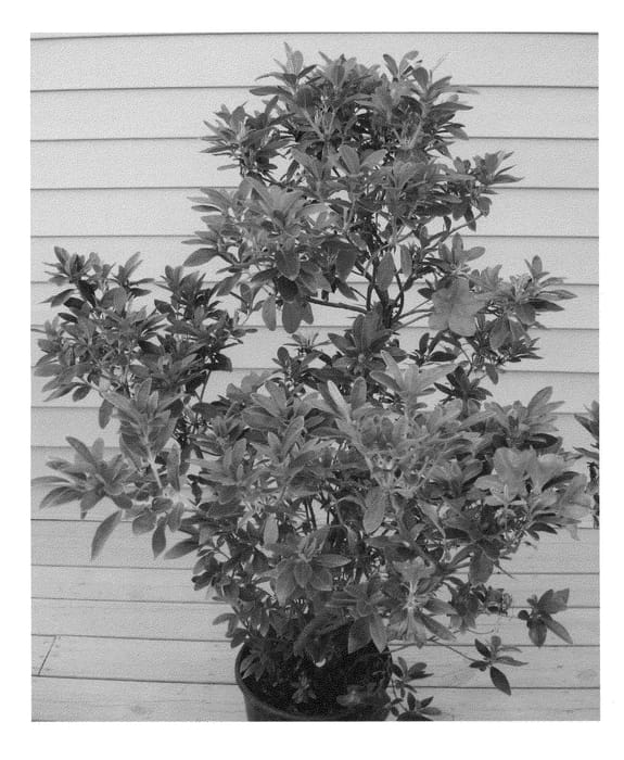 Figure 1 of US plant patent PP21476, the photograph of RLH1-4P19 printed in the patent.