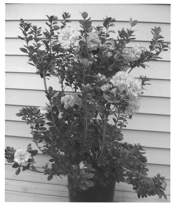 Figure 1 of US plant patent PP21477, the photograph of RLH1-2P8 printed in the patent.