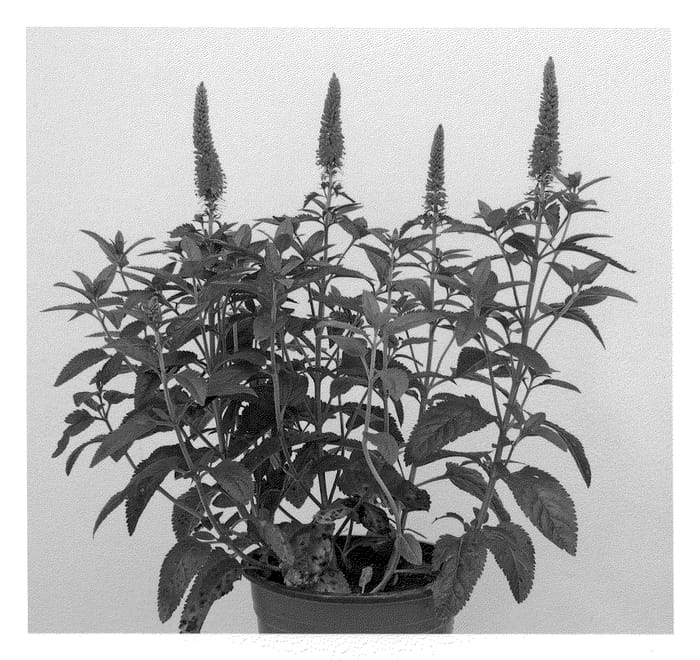 Figure 1 of US plant patent PP21478, the photograph of Alllove printed in the patent.