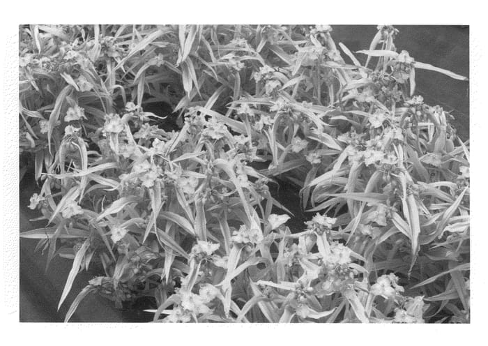 Figure 1 of US plant patent PP21480, the photograph of Sunshine Charm printed in the patent.