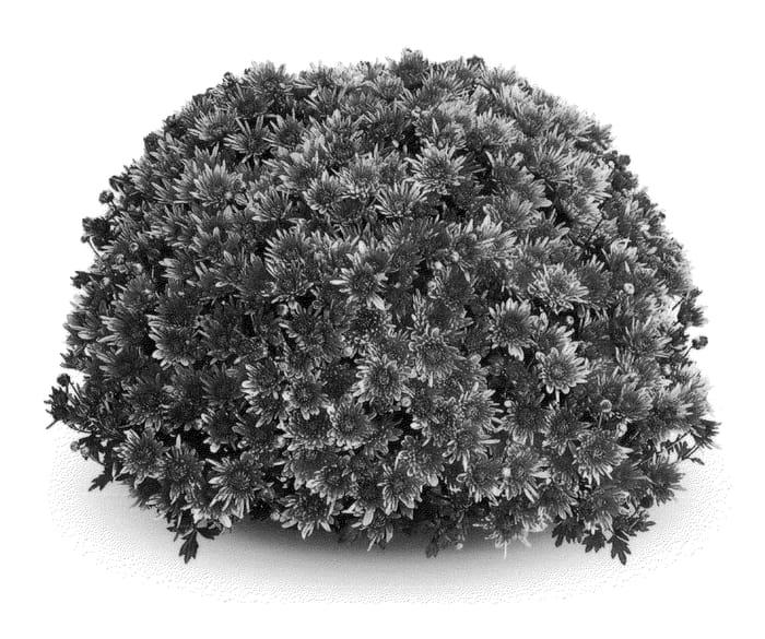 Figure 1 of US plant patent PP21482, the photograph of PPP REML 09 printed in the patent.