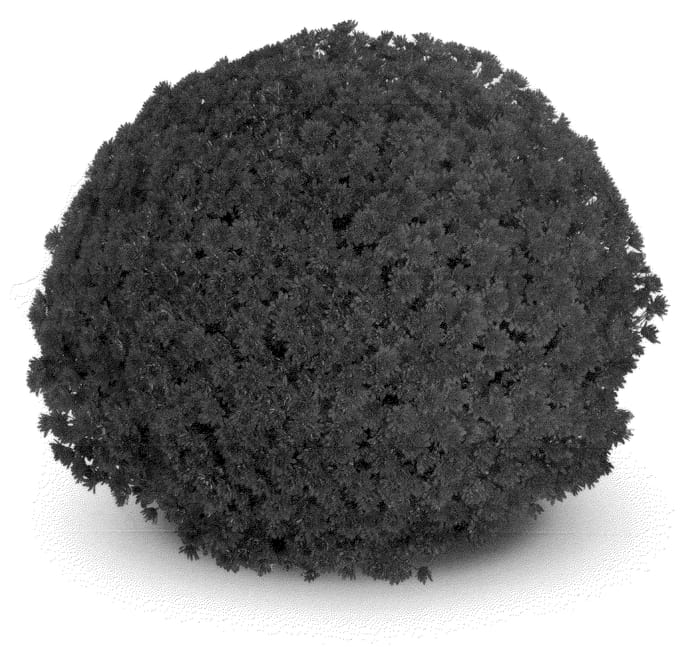 Figure 1 of US plant patent PP21483, the photograph of PPP CONT 09 printed in the patent.