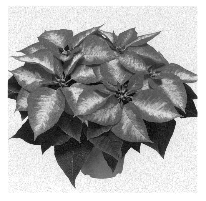 Figure 1 of US plant patent PP21484, the photograph of Duepremimice printed in the patent.