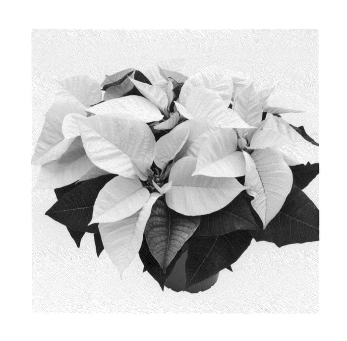 Figure 1 of US plant patent PP21485, the photograph of Duepremimpol printed in the patent.