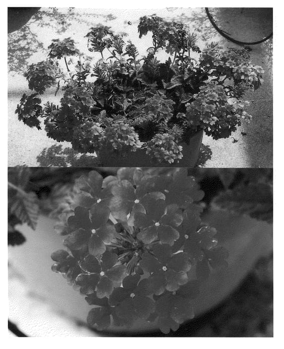 Figure 1 of US plant patent PP21486, the photograph of Sunmarimura printed in the patent.