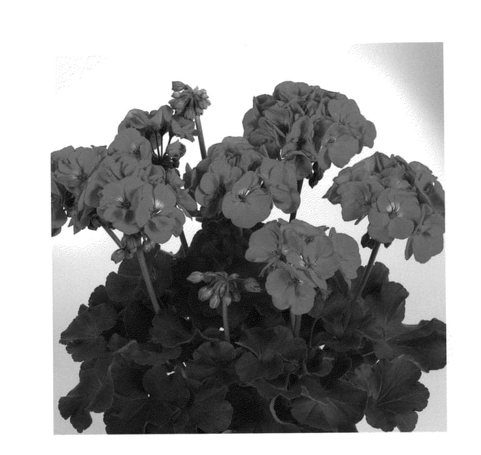 Figure 1 of US plant patent PP21487, the photograph of Duevilicha printed in the patent.
