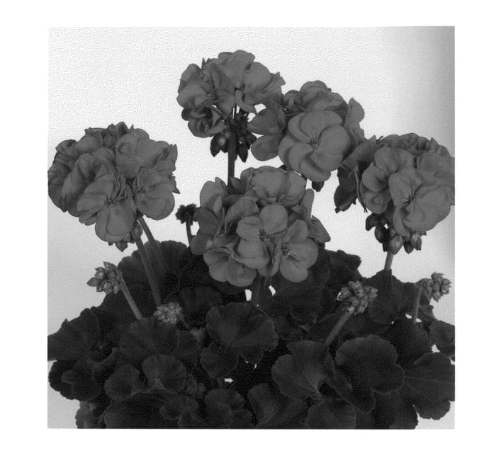 Figure 1 of US plant patent PP21490, the photograph of Duevicher09 printed in the patent.