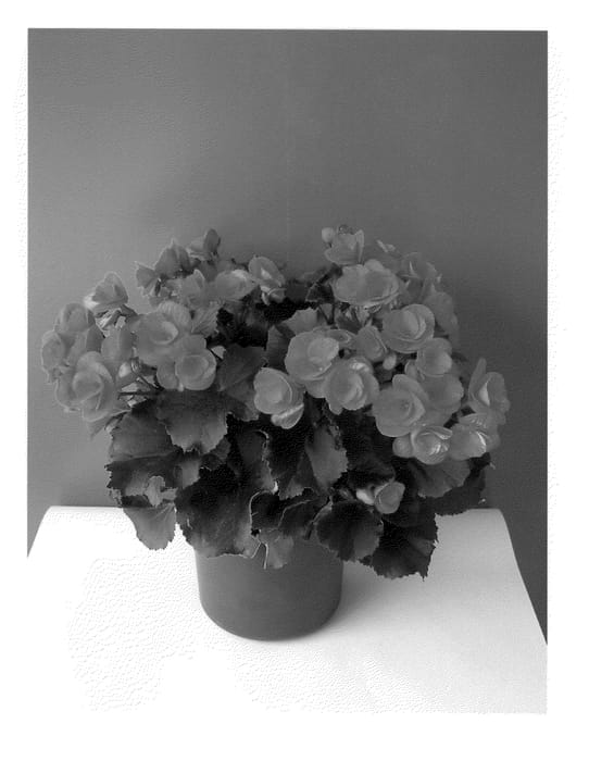 Figure 1 of US plant patent PP21491, the photograph of Betuko printed in the patent.