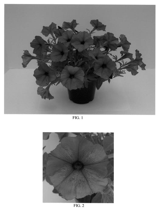 Figure 1 of US plant patent PP21492, the photograph of Balspunburg printed in the patent.