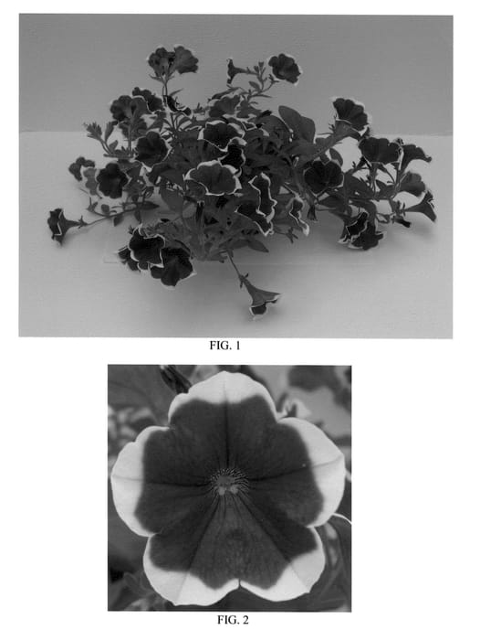 Figure 1 of US plant patent PP21493, the photograph of Balperblues printed in the patent.