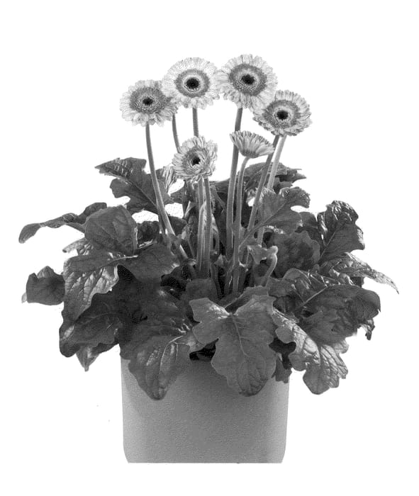 Figure 1 of US plant patent PP21494, the photograph of Flopacific printed in the patent.