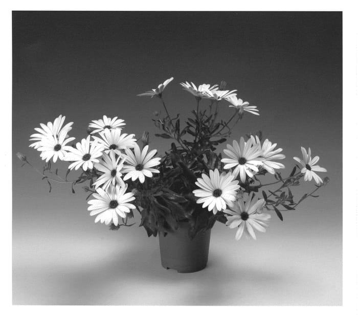 Figure 1 of US plant patent PP21495, the photograph of Osectrawhi printed in the patent.