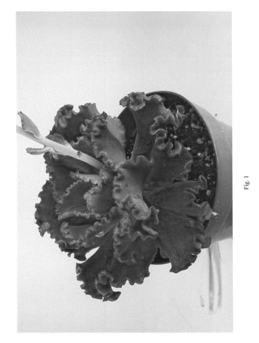 Figure 1 of US plant patent PP21496, the photograph of Crimson Tide printed in the patent.